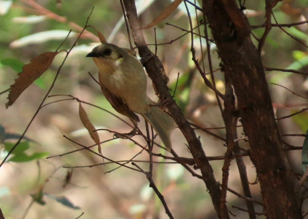 Fuscous Honeyeater
