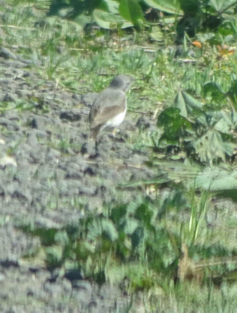 White-fronted Chat