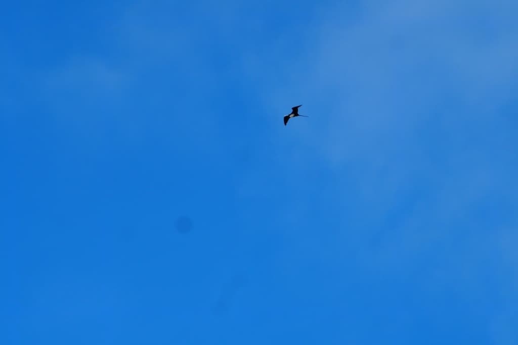 Great Frigatebird