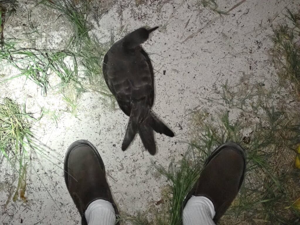 Wedge-tailed Shearwater
