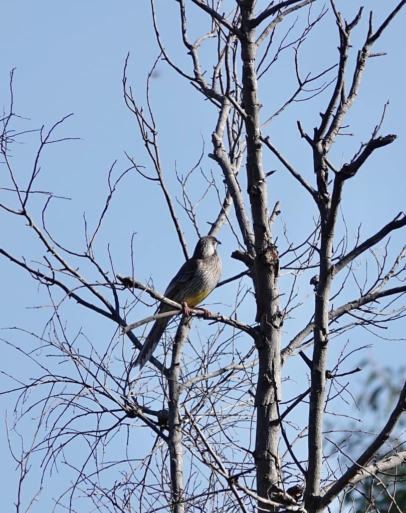 Red Wattlebird