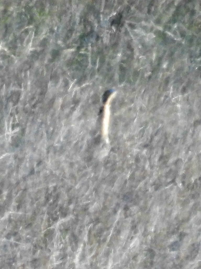 Australasian Bittern