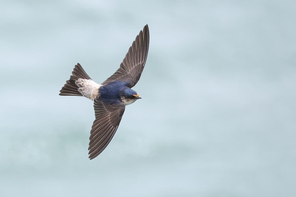 Tree Martin