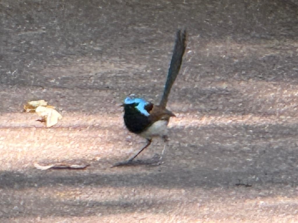 Red-winged Fairywren