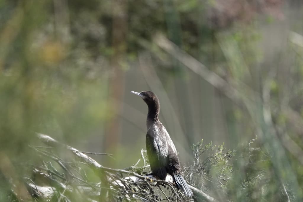 Little Black Cormorant