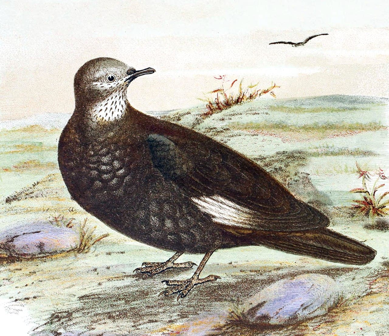 White-quilled Rock Pigeon