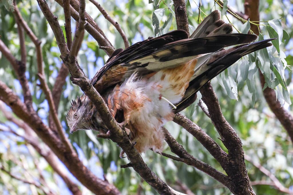 Square-tailed Kite