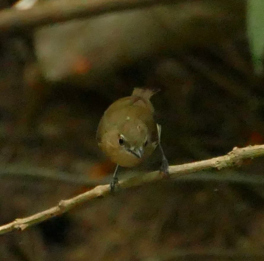 Large-billed Gerygone