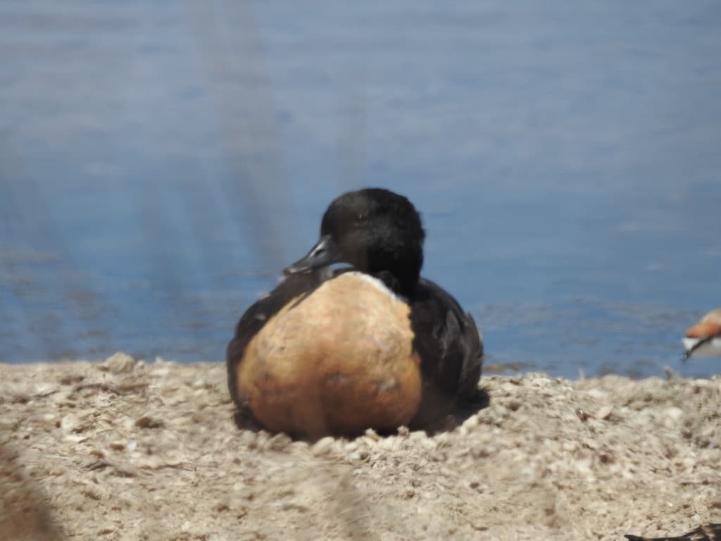 Australian Shelduck