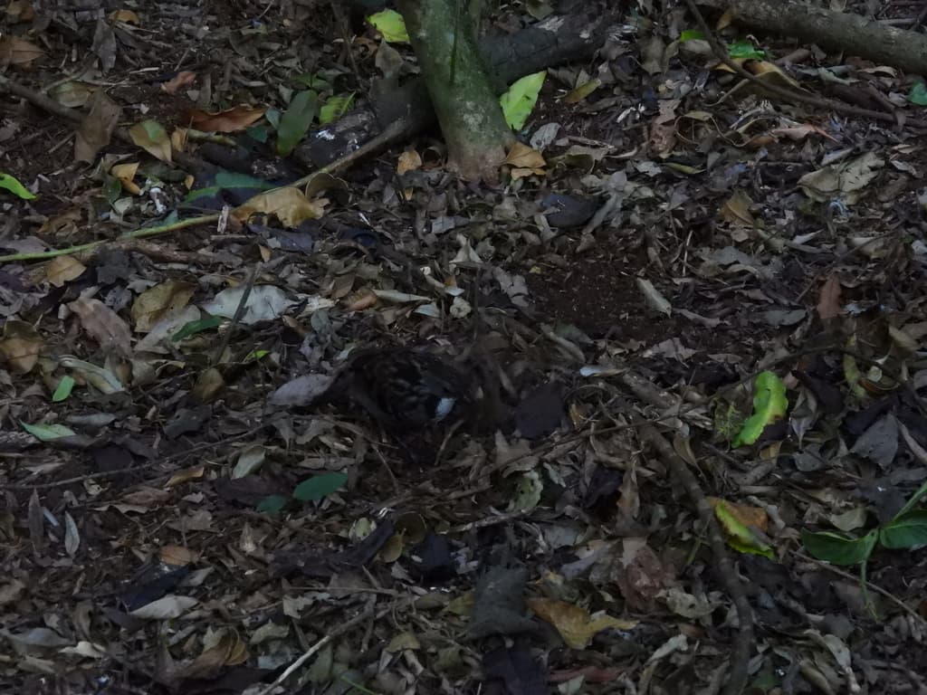 Australian Logrunner