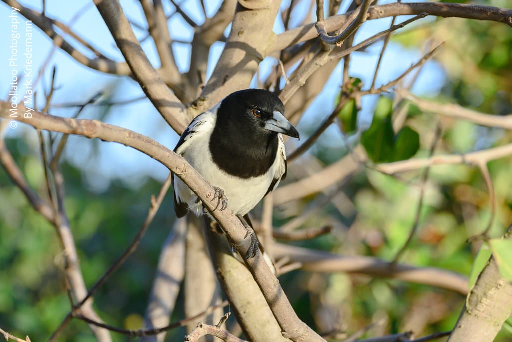 Pied Butcherbird
