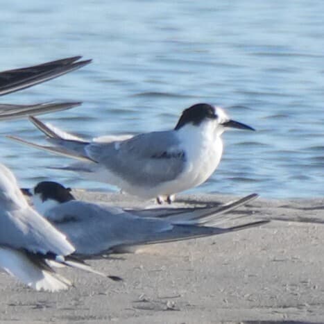Common Tern