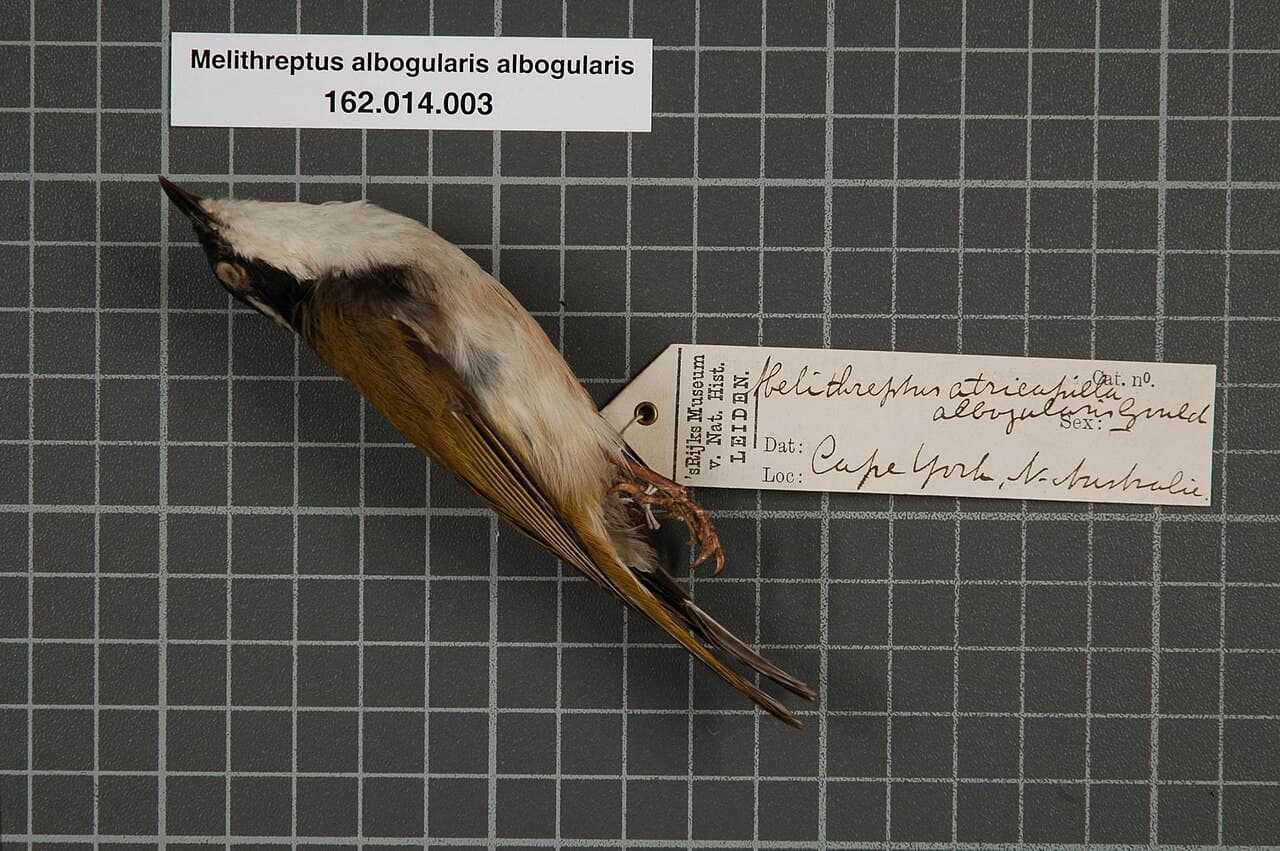 White-throated Honeyeater