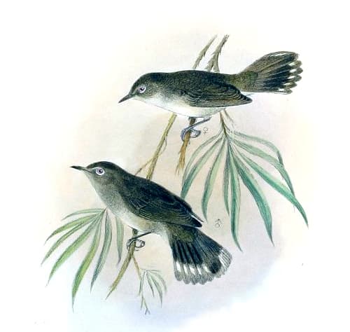 Norfolk Gerygone
