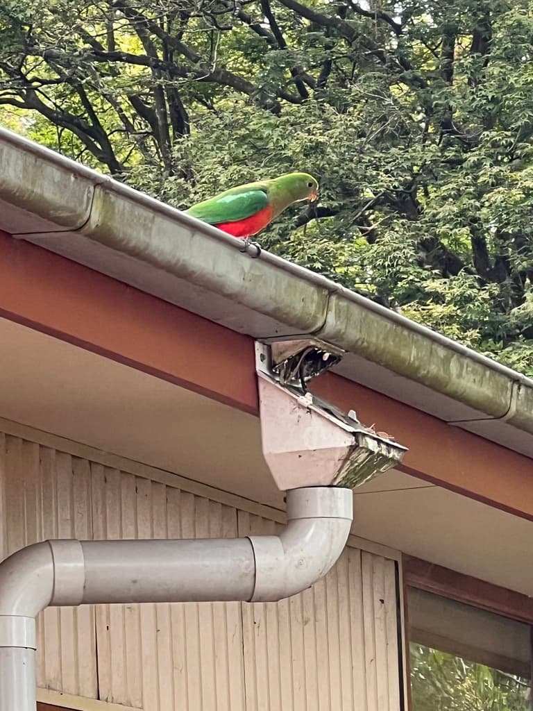 Australian King Parrot