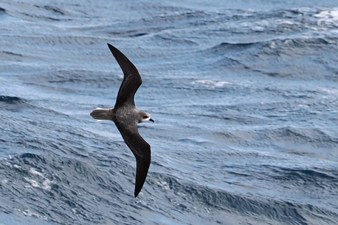 Soft-plumaged Petrel
