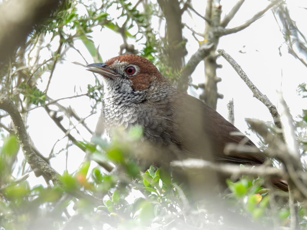 Rufous Bristlebird