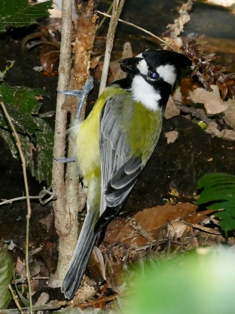 Eastern Shriketit