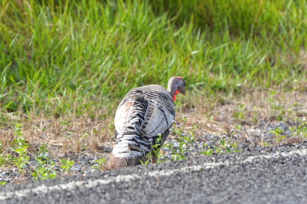 Wild Turkey