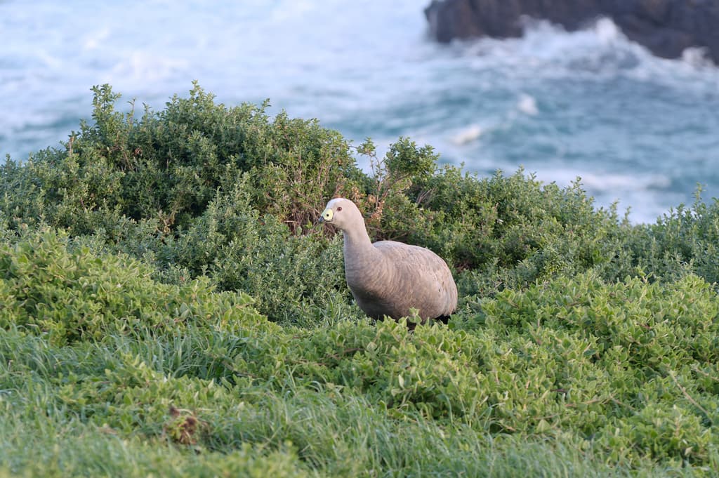 Cape Barren Goose