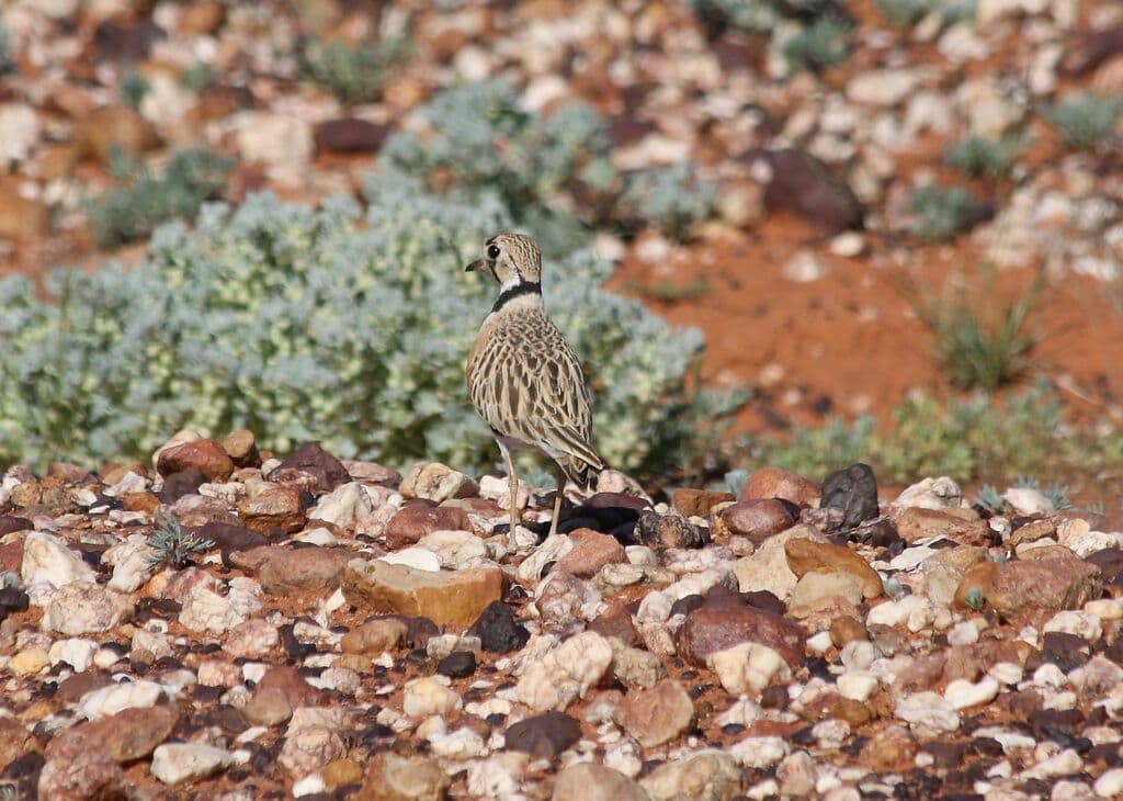 Inland Dotterel