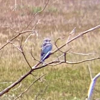 Dusky Woodswallow