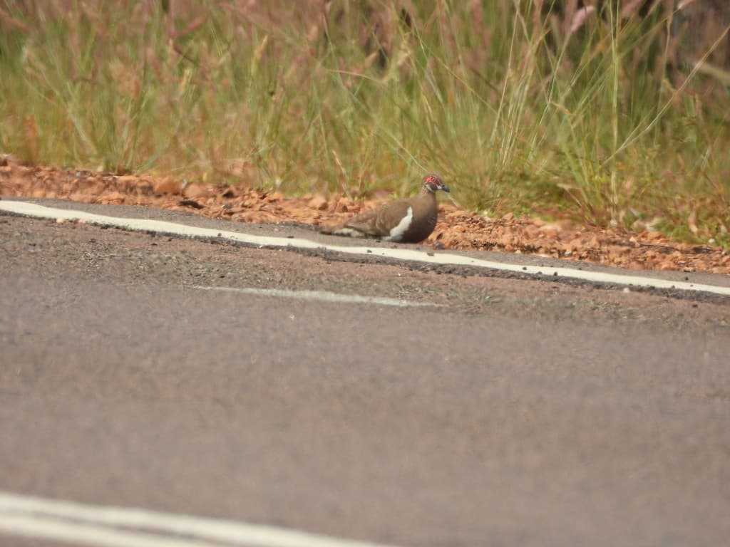 Partridge Pigeon