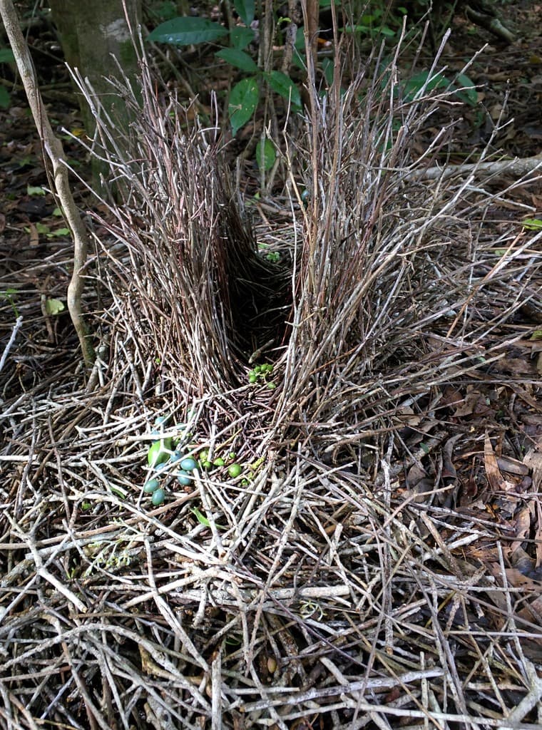 Fawn-breasted Bowerbird