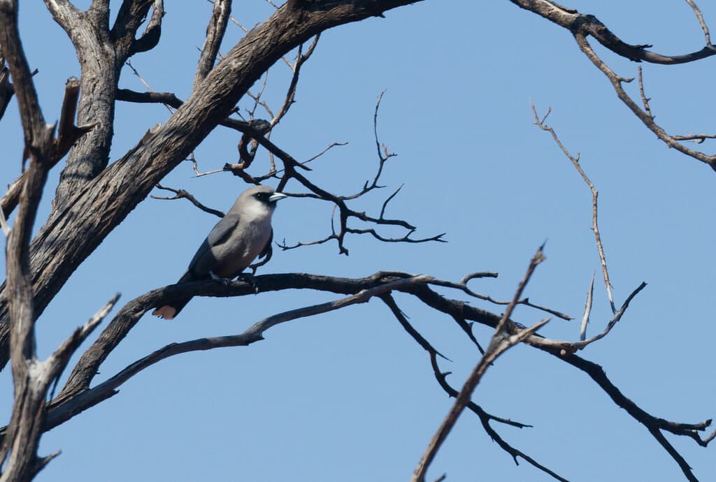 Black-faced Woodswallow