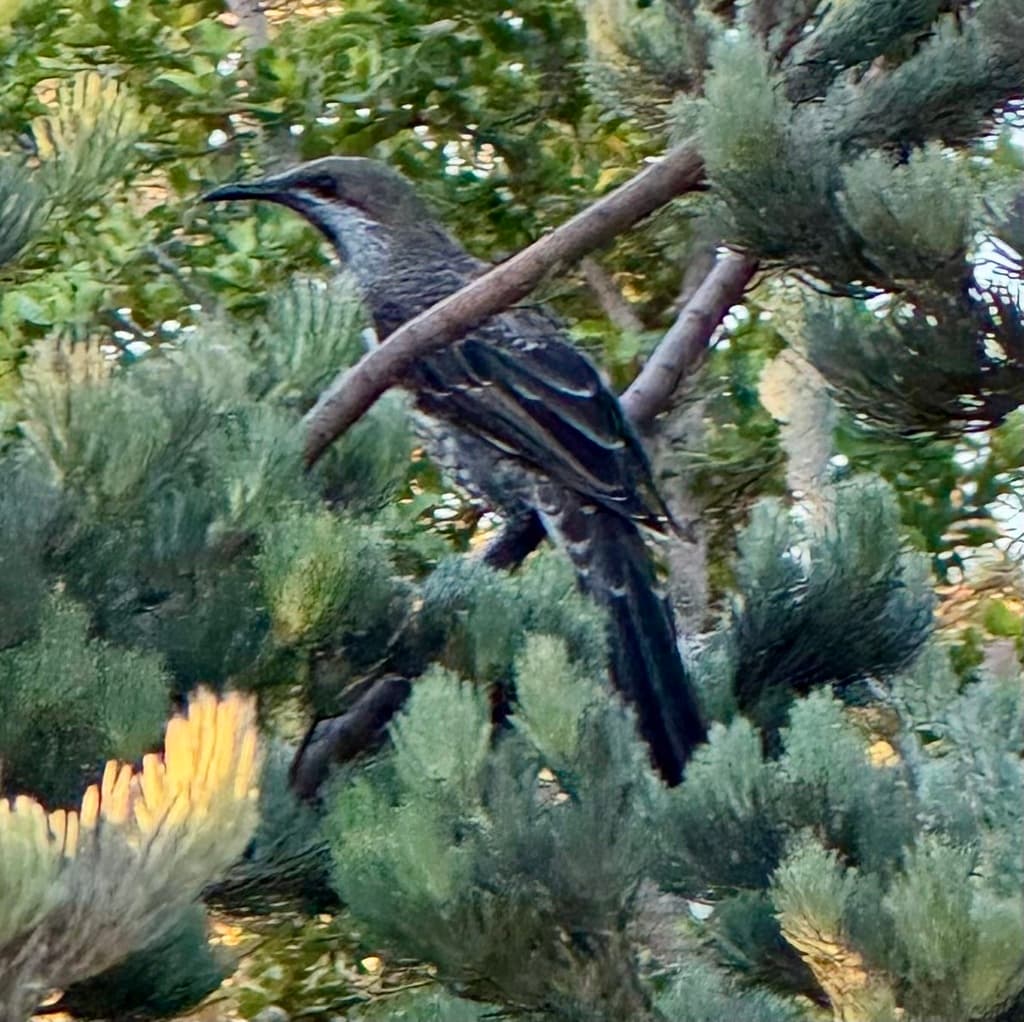Western Wattlebird