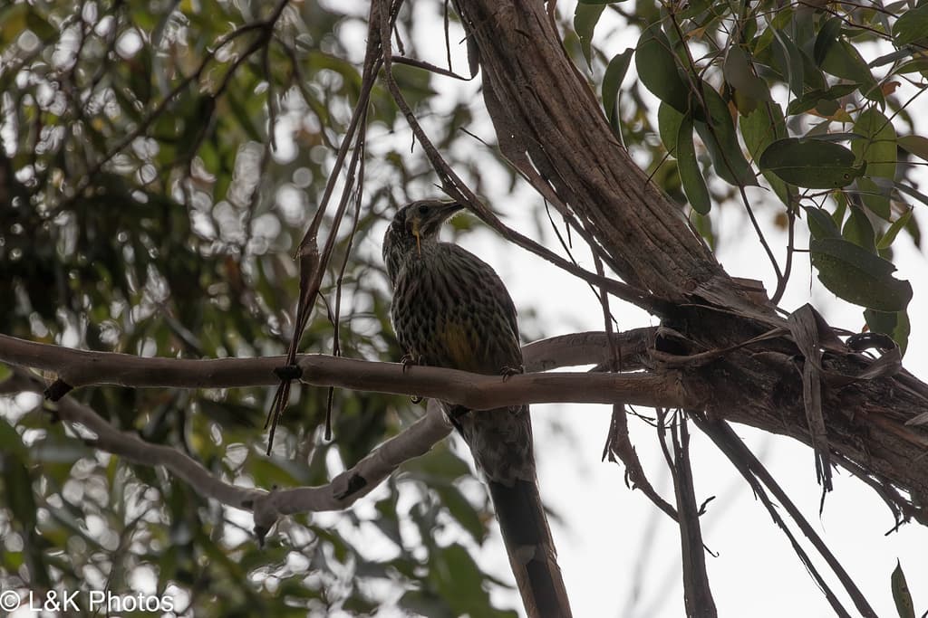 Yellow Wattlebird
