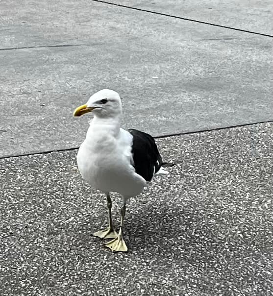 Kelp Gull