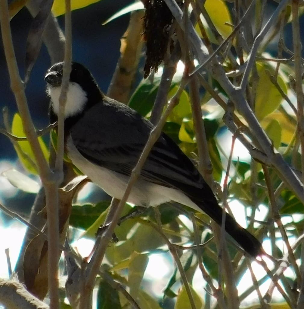 White-breasted Whistler