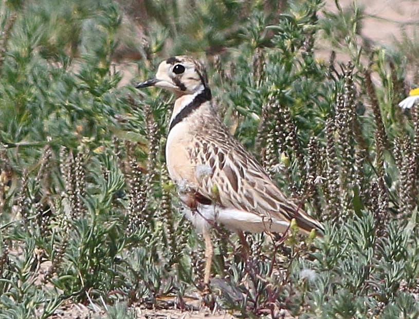 Inland Dotterel