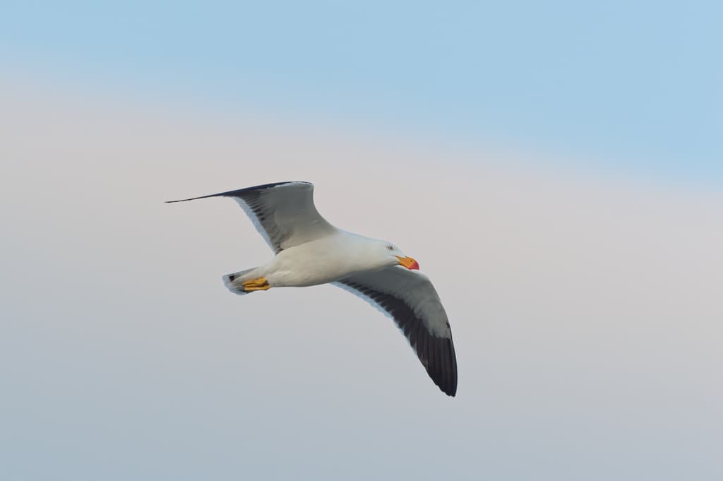 Pacific Gull