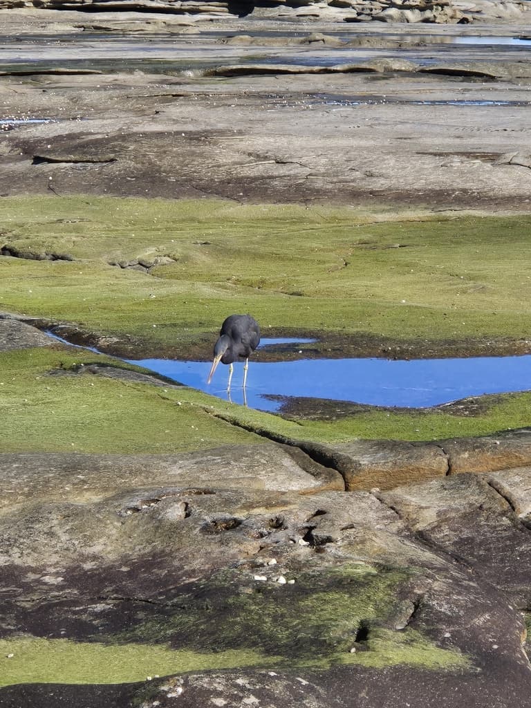 Pacific Reef Heron