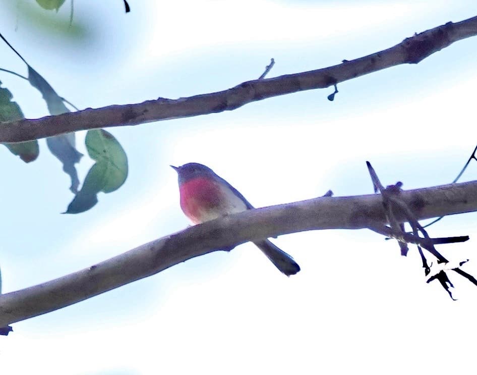 Rose Robin