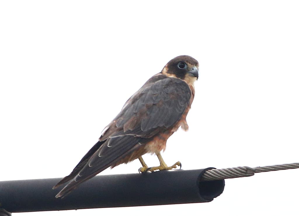 Australian Hobby