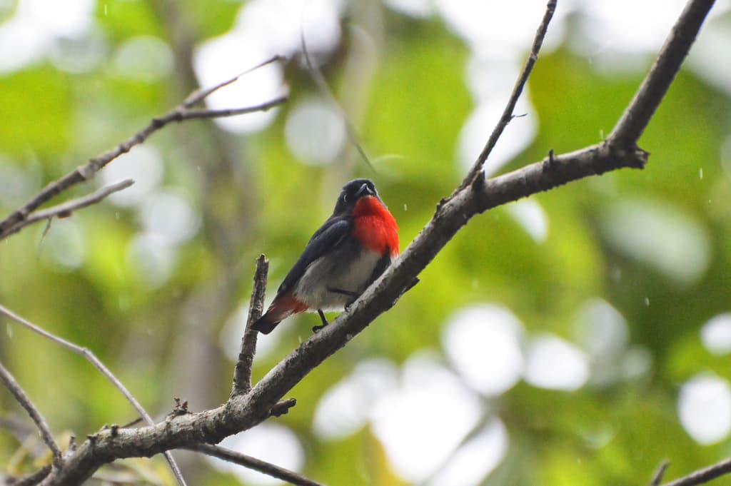 Mistletoebird