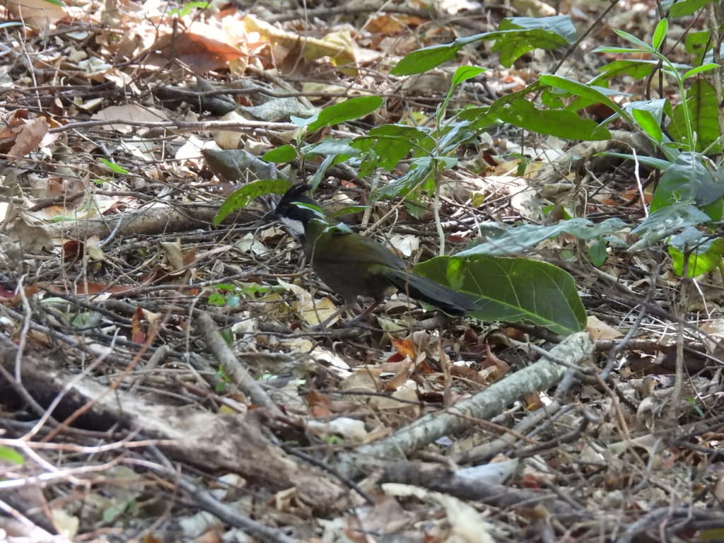 Eastern Whipbird
