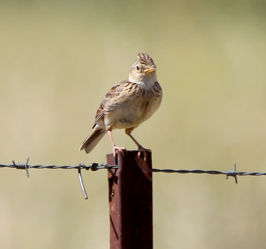 Eurasian Skylark