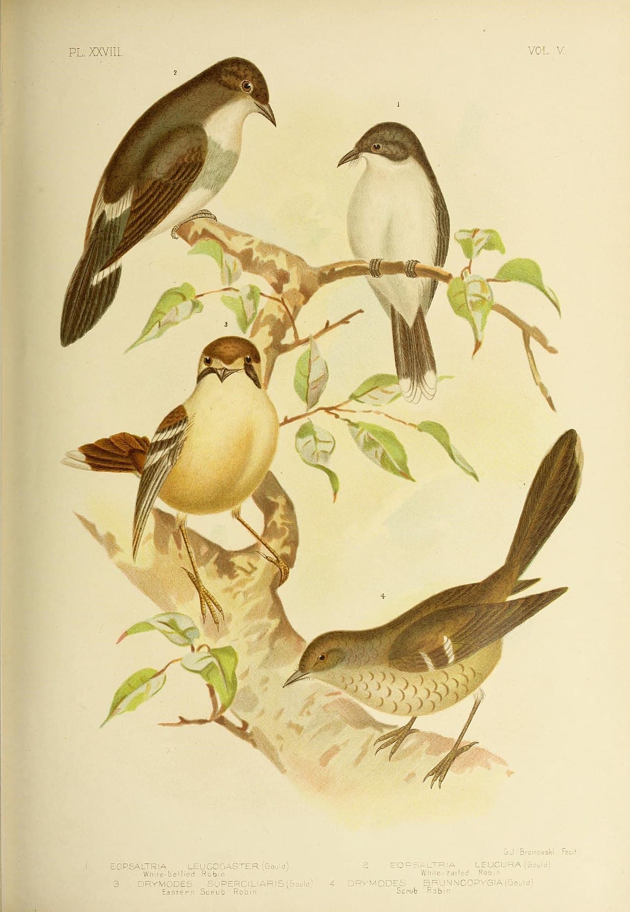 Northern Scrub Robin