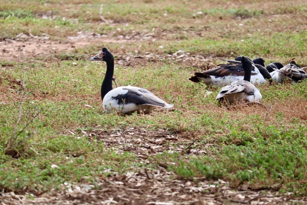 Magpie Goose