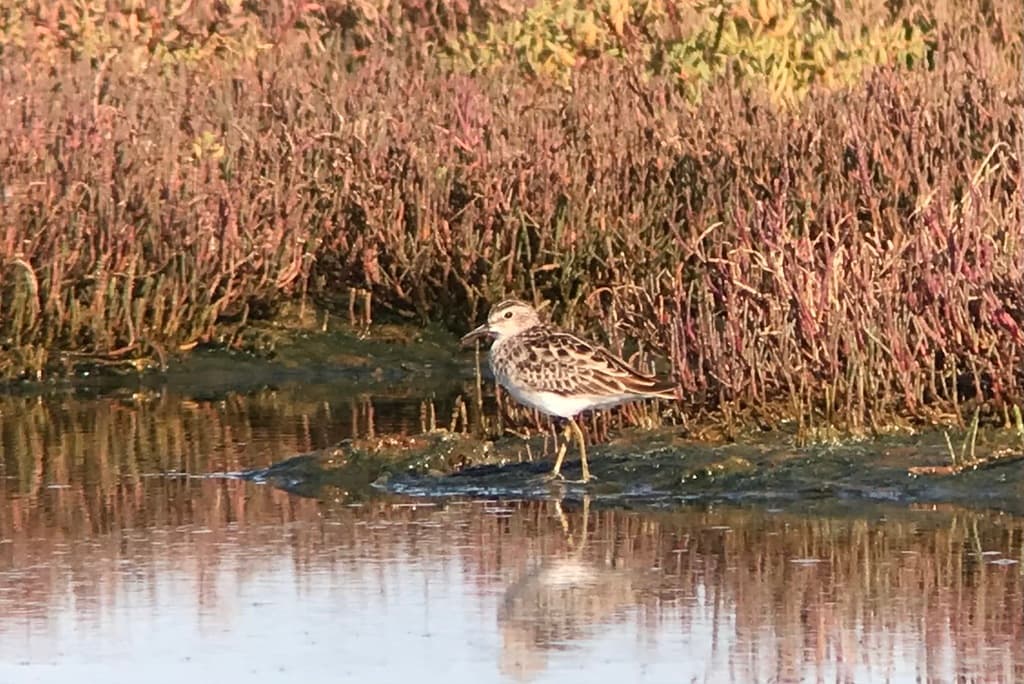 Long-toed Stint