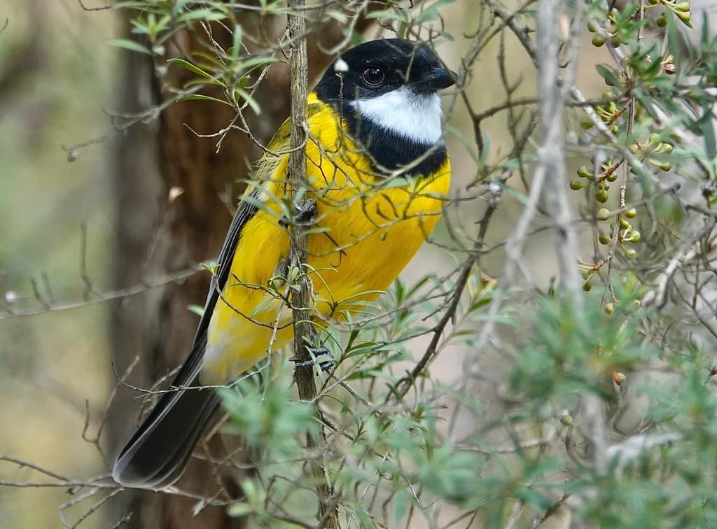 Australian Golden Whistler