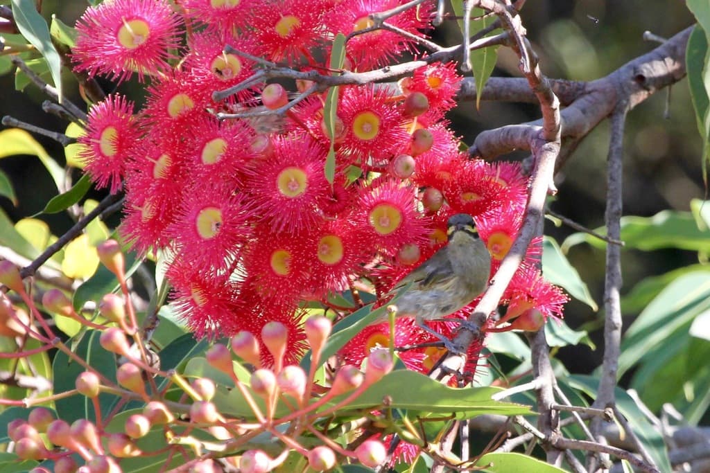 Yellow-faced Honeyeater