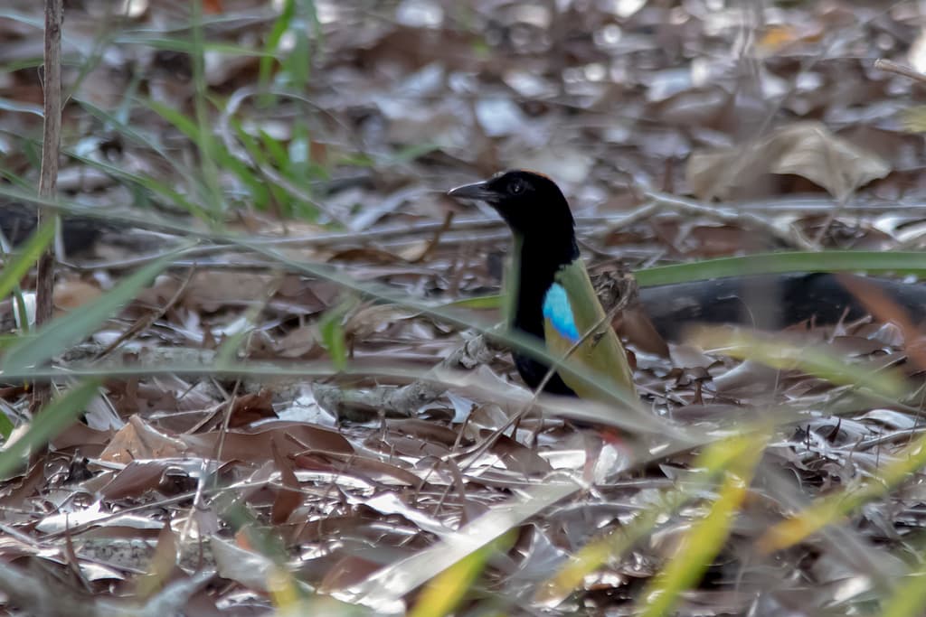 Rainbow Pitta