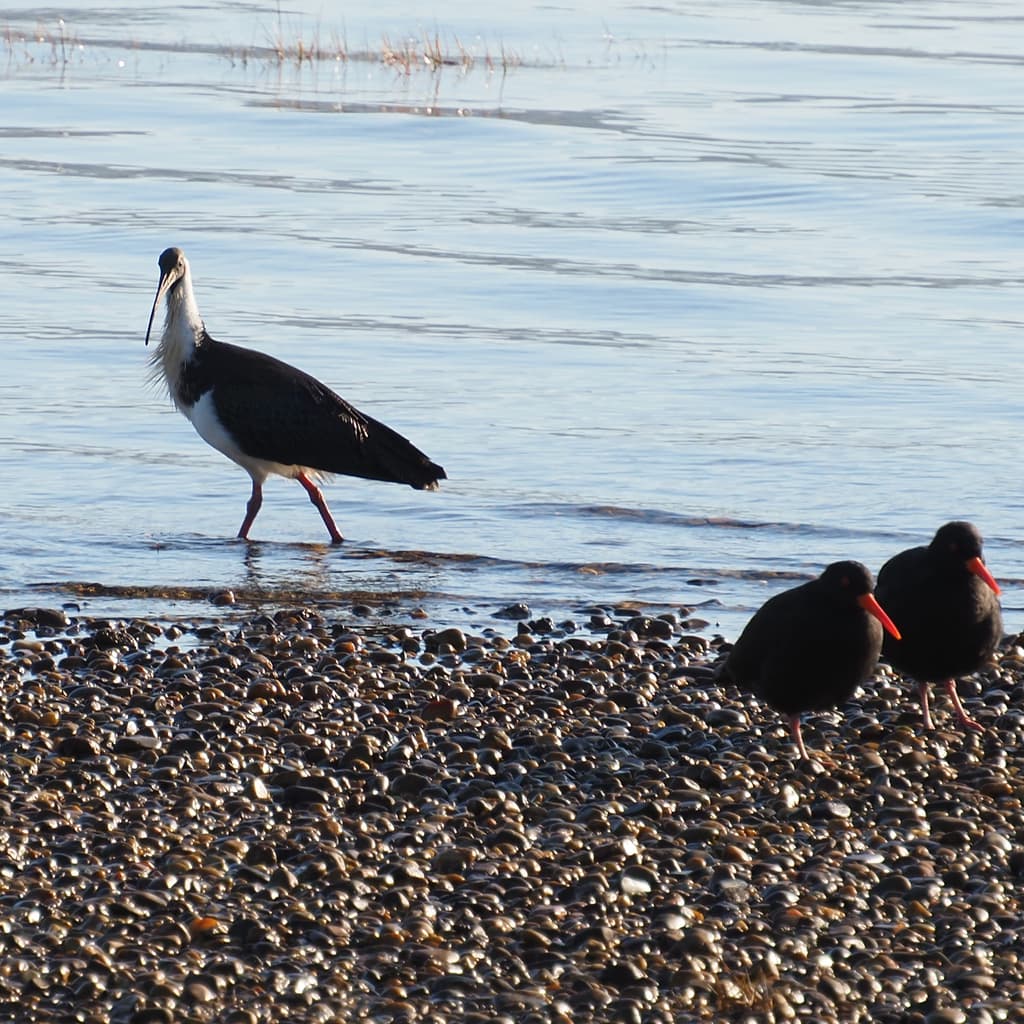 Straw-necked Ibis