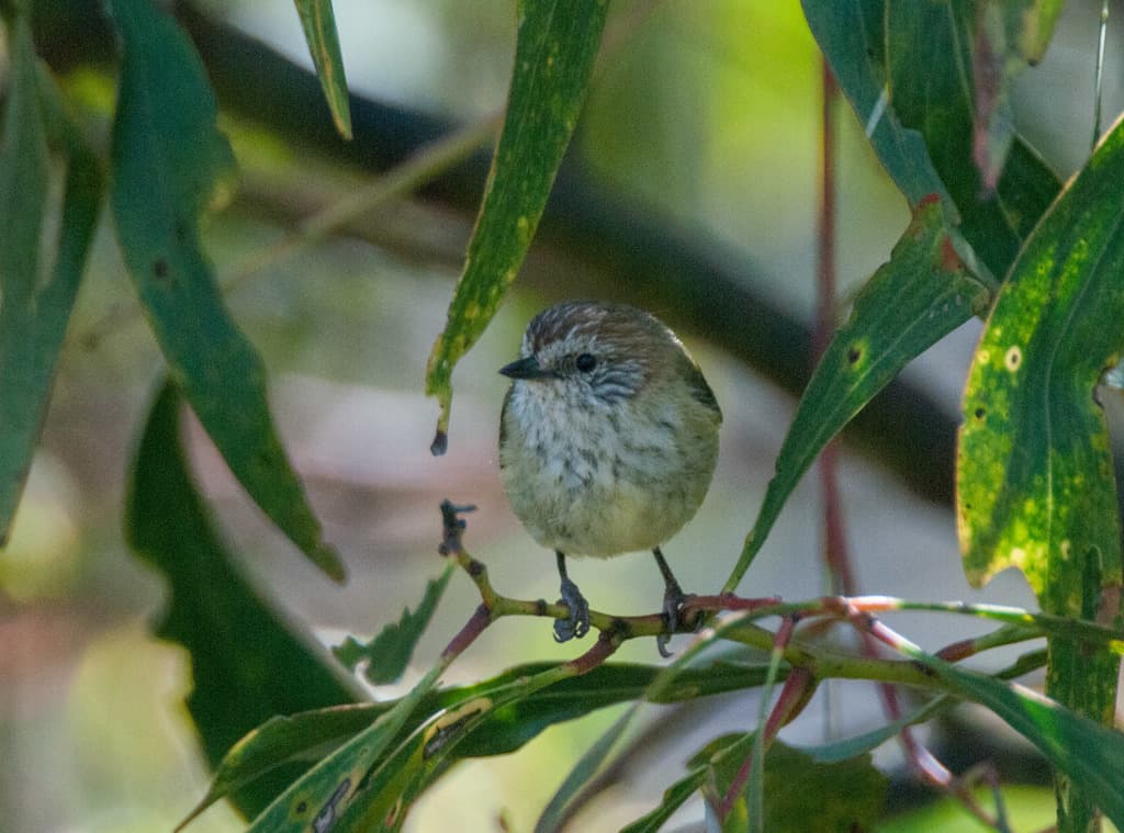 Striated Thornbill