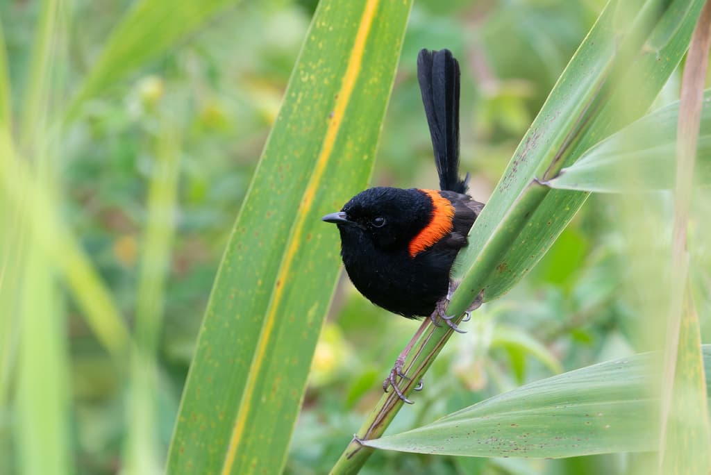 Red-backed Fairywren